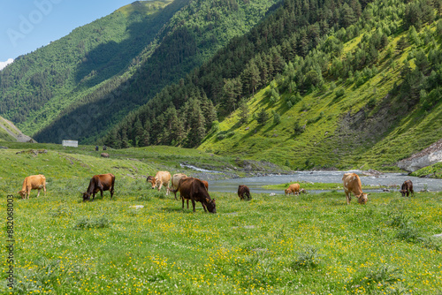 cows in the meadow