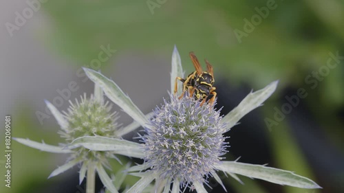 wasp collecting nectar on blue thistle flower
