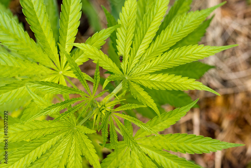 Cannabis sativa leaves. Green background of leaves of marijuana.