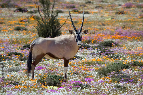Oryx between wild flowers at the Goegap Nature Reserve