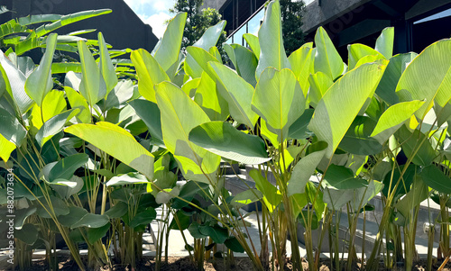 Sterlitzia reginae, or birds of paradise plant, is a common decorative plant used for landscape gardening in tropical countries, due to its shape and blossoming branch of leaves resembling banana leaf photo