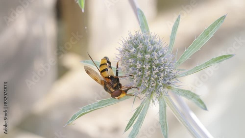 hornet hoverfly collecting nectar on blue thistle flower