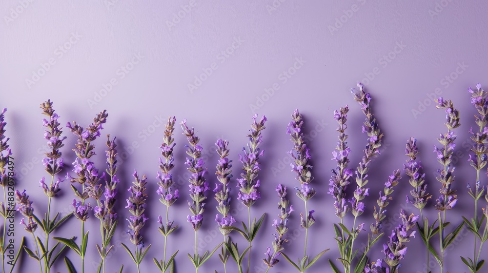 Naklejka premium Lavender blooms on purple backdrop with empty space