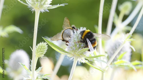 Bumblebees collecting nectar on blue thistle flower