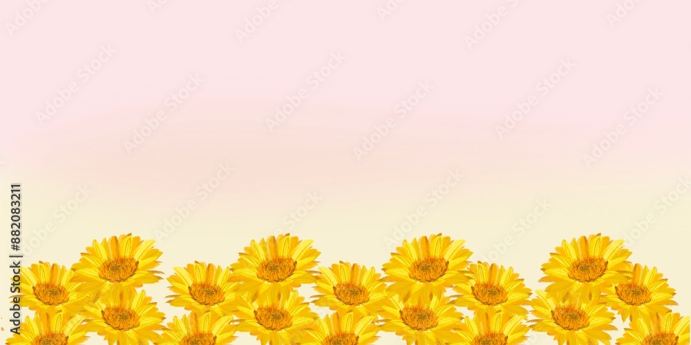 Φωτογραφία A background of yellow daisy, Barberton Transvaal daisy or gerbera, cocept of springtime and floral pattern art, chamomile handwriting, romantic design cute banner with copy space, meadow watercolor