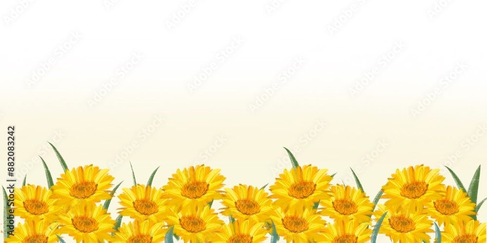 Φωτογραφία A background of yellow daisy, Barberton Transvaal daisy or gerbera, cocept of springtime and floral pattern art, chamomile handwriting, romantic design cute banner with copy space, meadow watercolor