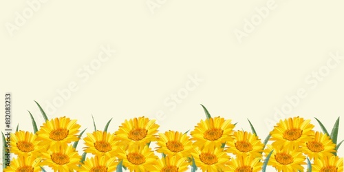 A background of yellow daisy, Barberton Transvaal daisy or gerbera, cocept of springtime and floral pattern art, chamomile handwriting, romantic design cute banner with copy space, meadow watercolor.