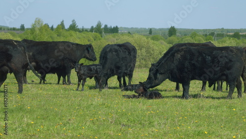 Black Cow Walking And Eating Grass On Green Meadow. Cow Black Angus Grazing On Pasture In Spring Day.