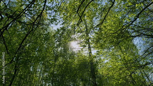 Good Mood. Freshness, Smell Of Summer. Branches With Fresh Green Leaves. Natural Summer Background.