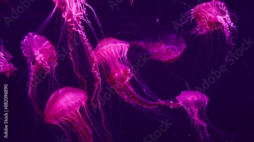 Close-up of jellyfish in aquarium