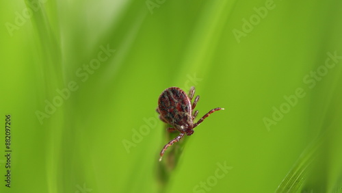 Hard Tick Crawling On Green Leaf Background. Infectious Disease Carrier. Mite Crawls On Green Background. photo