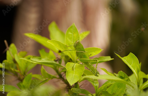 Green Grasshopper Resting on a Green Leaf, An Adult Green Grasshopper Resting On A Green Leaf, macro shot of a young grasshopper resting on a green leaf  stock images photo