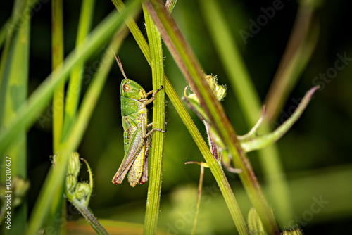 Картината върху платно A grasshopper in a meadow