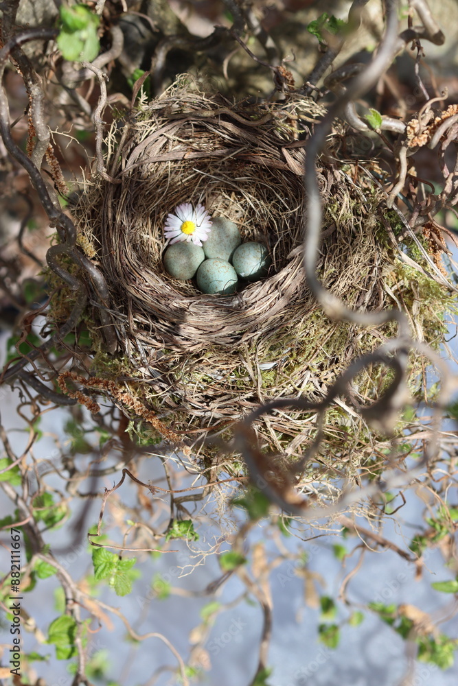 Vogelnest Vogelnest