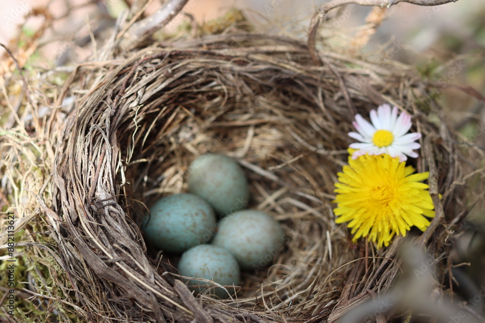 Obraz premium Vogelnest