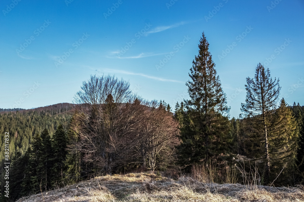 Landscapes - Forest - Europe, Romania, Suceava region Landscapes - Forest - Europe, Romania, Suceava region