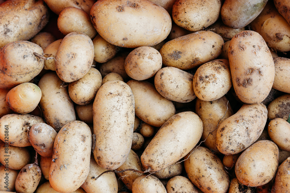 Harvested potatoes, home-grown, unwashed, different sizes Harvested potatoes, home-grown, unwashed, different sizes