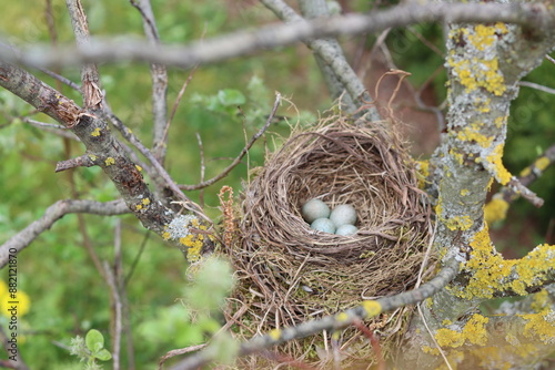 Vogelnest im Garten