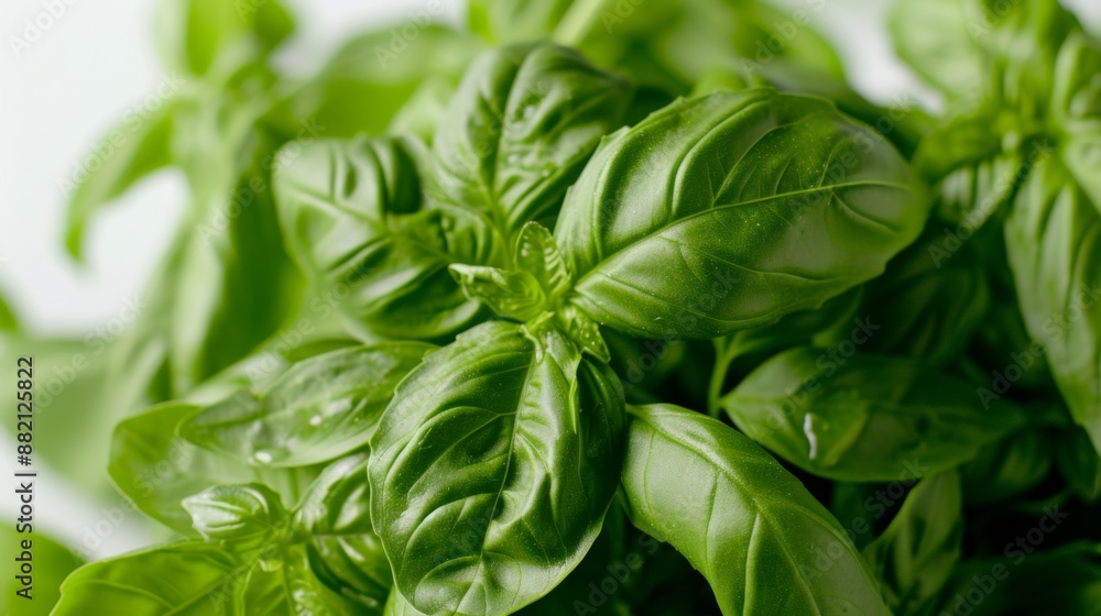Fresh basil leaves, capturing their vibrant green color, smooth texture, and delicate veins, isolated on a white background Fresh basil leaves, capturing their vibrant green color, smooth texture, and delicate veins, isolated on a white background