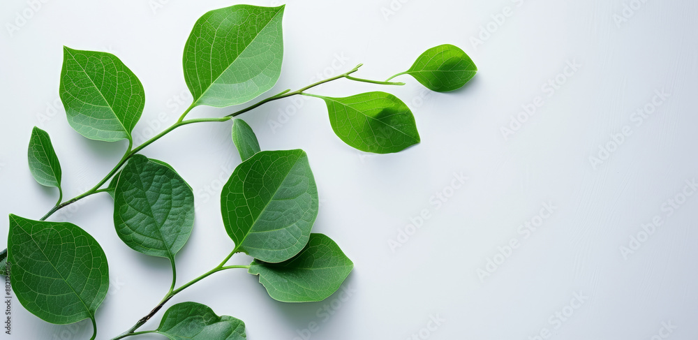 Obraz premium Vibrant Green Leaves on White Background Highlighting Nature's Simplicity