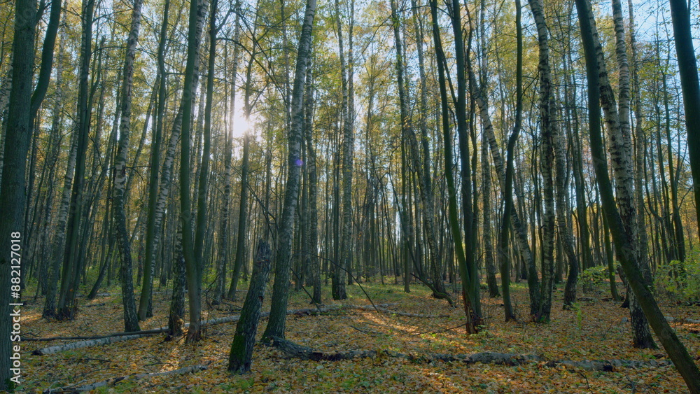 Obraz premium Beautiful forest. Scenic autumn panorama with sun shining through gold foliage. Timelapse.