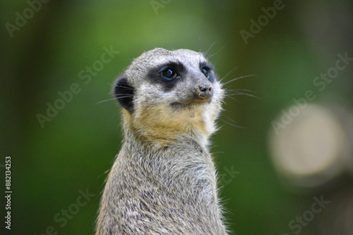 Wallpaper Mural Meerkat on the lookout. Torontodigital.ca
