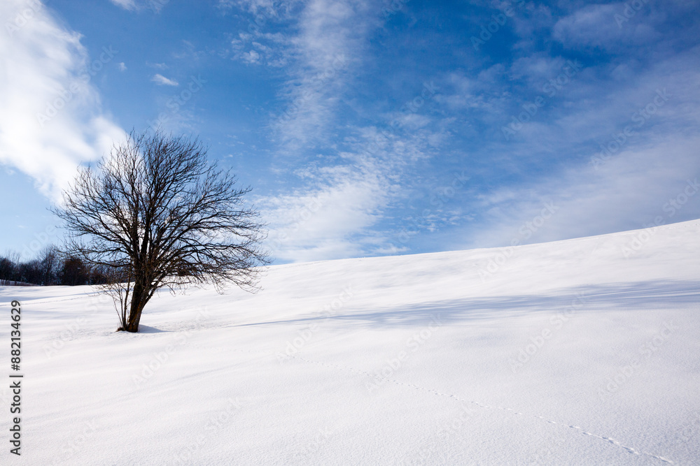 Isolated tree in winter season, nature background Isolated tree in winter season, nature background