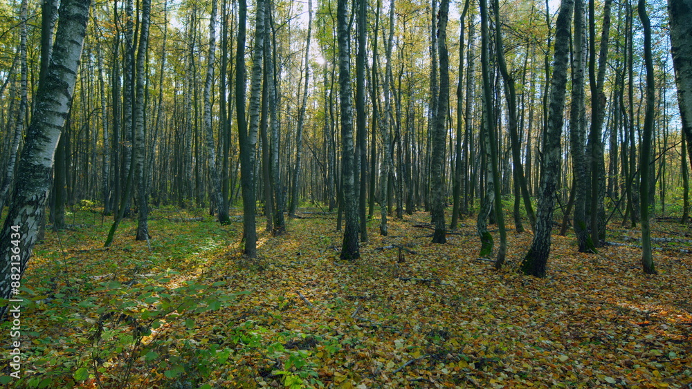 Obraz premium Colourful autumn forest trees in sun. Autumn forest panorama in sunlight. Pan.