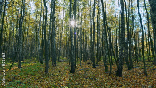 Beautiful forest. Warm day outdoors. Sunrays through trees in woodland. Timelapse.