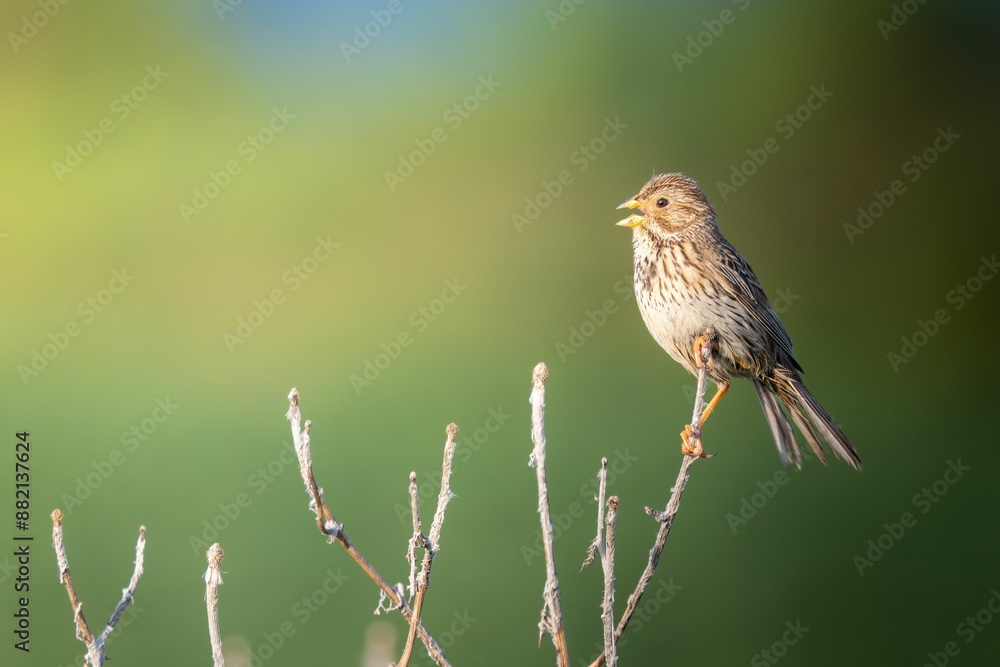 Close-up of a corn bunting perched on a branch with a blurred green background. Germany Close-up of a corn bunting perched on a branch with a blurred green background. Germany