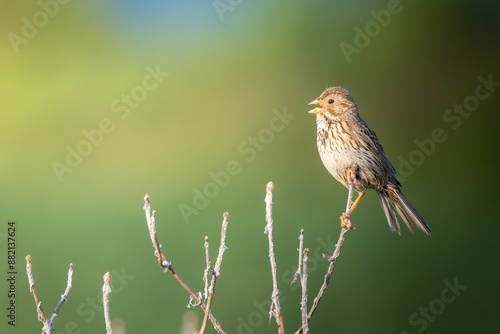 Close-up of a corn bunting perched on a branch with a blurred green background. Germany