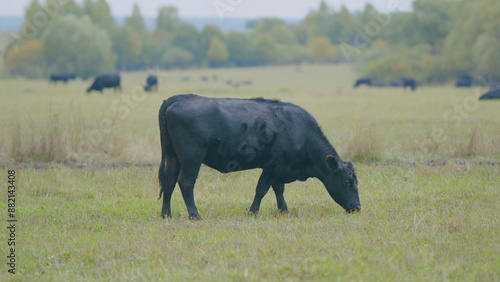 Fotografia Black angus cattle grazing on a green grass pasture