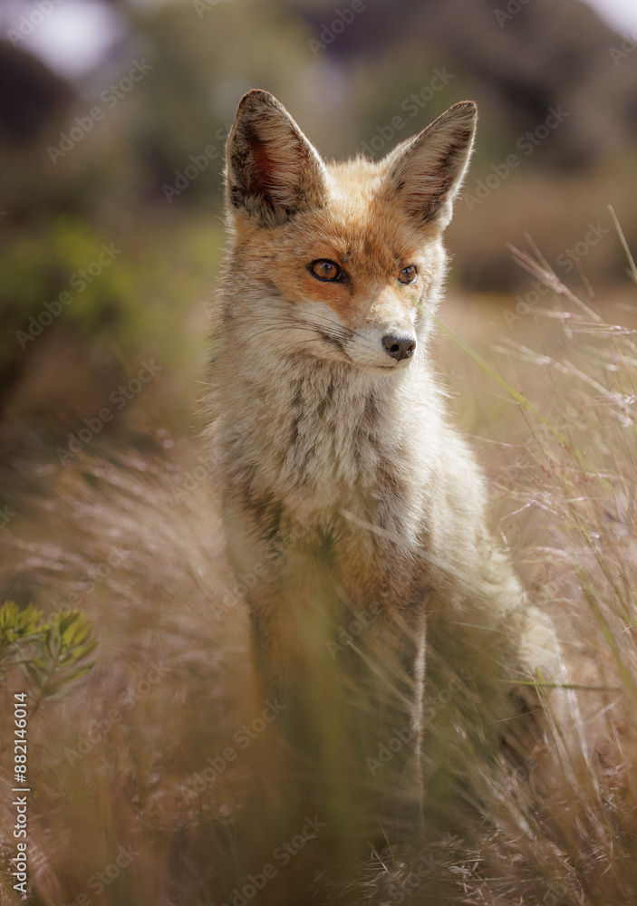 Naklejka premium beautiful red fox sitting in the grass looking at something