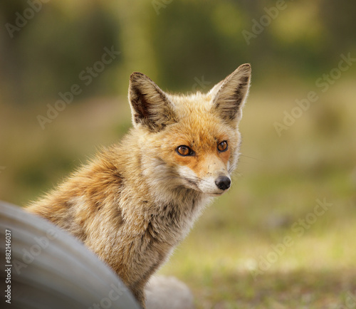 litte red fox curious looking at the camera