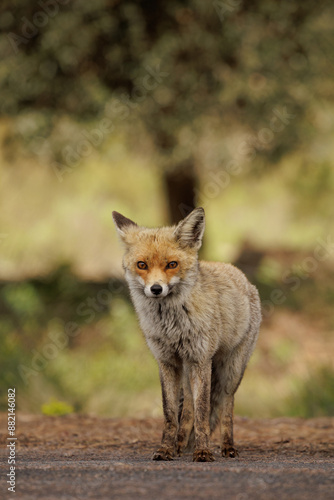 red fox standing on a road looking at the camera