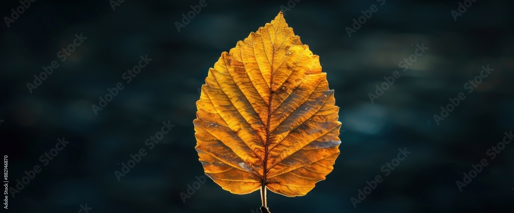 Leaf with a dark nature background, evoking a mysterious ambiance Leaf with a dark nature background, evoking a mysterious ambiance