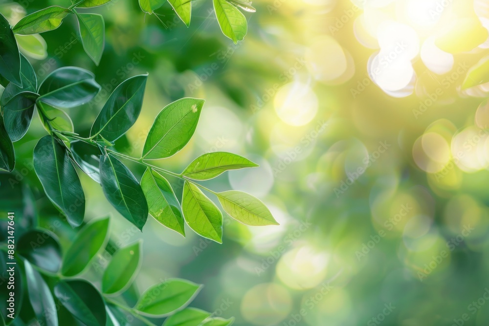 Nature of green leaf in garden at summer. Natural green leaves plants using as spring background Nature of green leaf in garden at summer. Natural green leaves plants using as spring background