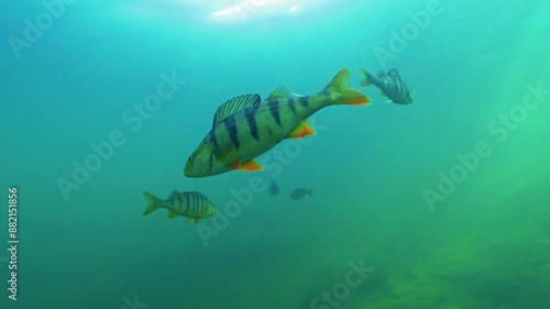 Big perch fish swimming underwater
