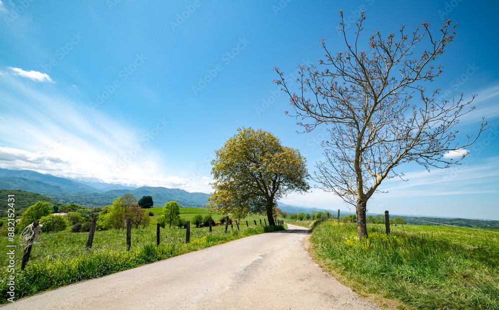 Country road with tree in south of France Country road with tree in south of France
