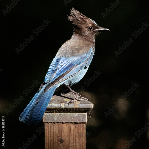 Starling Jay perched on a post