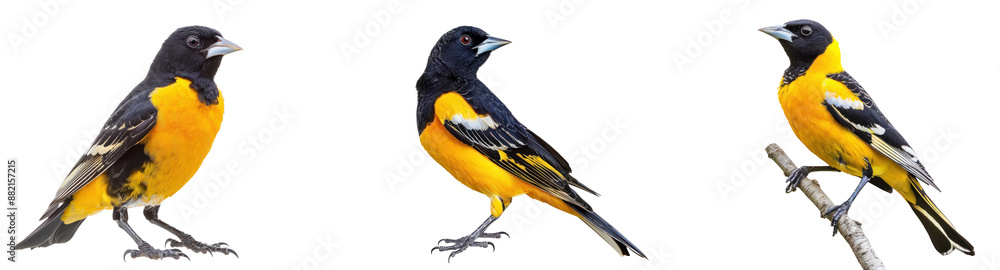 Colorful Bird Perched on Branch Colorful Bird Perched on Branch