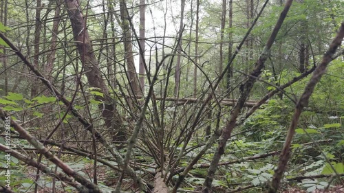 Trees tilt up in Robert V Riddell State Park NY