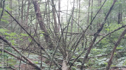 Trees tilt down in Robert V Riddell State Park NY