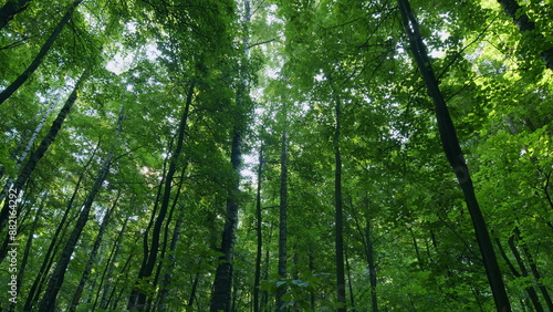 Forest in early autumn with a lot of nice colors from the shining sun. Nature sunny summer sun rays shimmer. Time lapse.