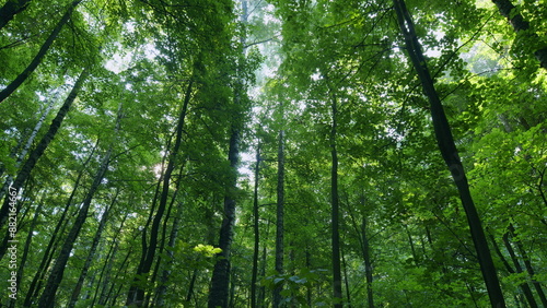 Deciduous green deep forest in summer. Scenic forest beautifully lit by warm rays of delicate sun. Time lapse.