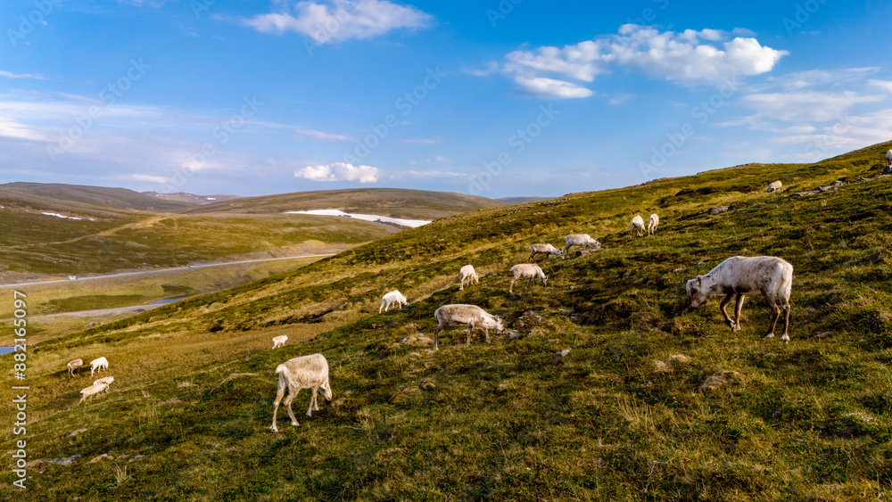 Obraz premium A herd of reindeer grazes on a green hillside in Norway, under a clear blue sky with fluffy white clouds. North Cape, Nordkapp, Norway