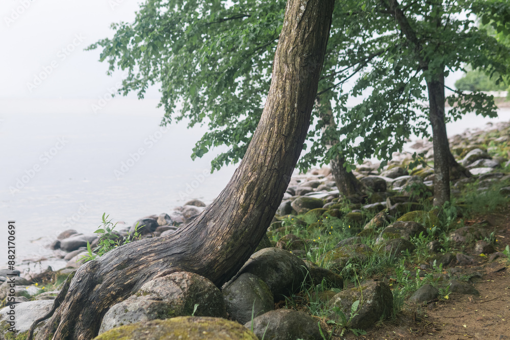 trees on a wooded sea coast in cloudy weather