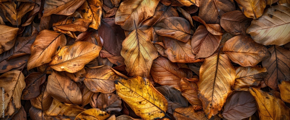 Dried Bodhi leaves textured background, evoking a sense of history and nature Dried Bodhi leaves textured background, evoking a sense of history and nature