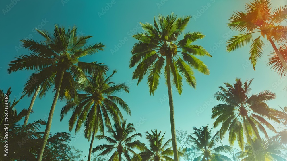 palm trees and blue sky palm trees and blue sky