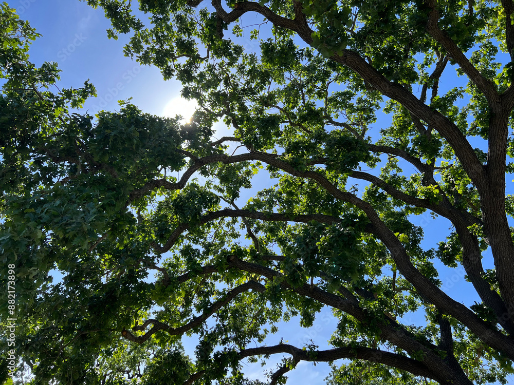 Obraz premium trees and sky